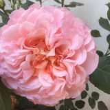 Particolare del cuore color albicocca della rosa Augusta Luise